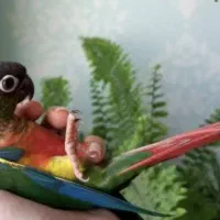 گمشده طوطی گرینچیک محدوده پارک فدک هشتگرد