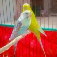 جفت مرغ عشق|پرنده|جیرفت, |دیوار