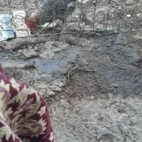 خروس و اردک