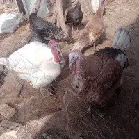 فروش بوقلمون|حیوانات مزرعه|مرودشت, رودبال|دیوار