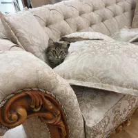 واگذاری رایگان گربه