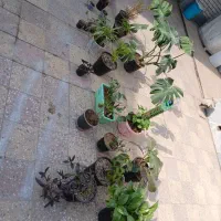 گلدون اپارتمانی|گل و گیاه طبیعی|شوش, |دیوار