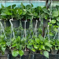 فروش تک و عمده انواع زاموفیلیا پتوس آگلونما|گل و گیاه طبیعی|نشتارود, |دیوار