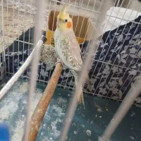 عروس هلندی نر