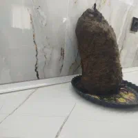 هیزه سالم و تمیز|لوازم جانبی حیوانات|کوهدشت, |دیوار