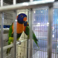 طوطی برزیلی و انواع طوطی خریدوفروش