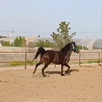 مادیان 6سال دست پا سالم