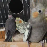 جوجه عروس هلندی