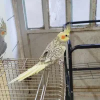 عروس هلندی آرام|پرنده|بافق, |دیوار