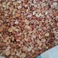 قصب جهرم حبوبات|خوردنی و آشامیدنی|شیراز, شهرک مدرس|دیوار