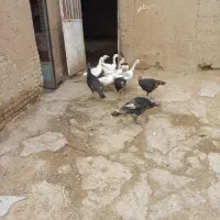 غاز و بوقلمون|حیوانات مزرعه|همدان, |دیوار