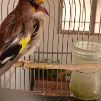 سهره نر جوجه سال|پرنده|خمینی‌شهر, |دیوار