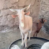 بز ونر بز|حیوانات مزرعه|فردوس (خراسان), |دیوار