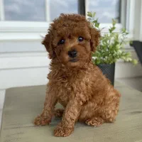 توله سگ توی پودل اصیل رنگ رد قهوه ای ۷۰ روزه