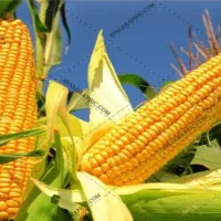 ذریت فریوشی