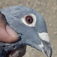 کبوتر پلاکی