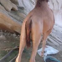 شتر نر ۳سال مخصوص داشت|حیوانات مزرعه|میناب, |دیوار