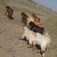 چپش گیسه بز