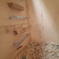 لانه پرنده شاه طوطی کاسکو ملنگو، مرغ عشق برزیلی|لوازم جانبی حیوانات|کرج, ملک‌آباد|دیوار