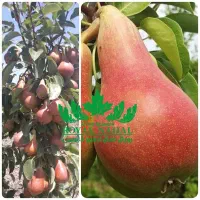 فروش نهال گلابی بلادی جونیو|خدمات باغبانی و درختکاری|شهرکرد, |دیوار