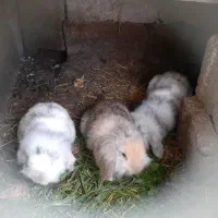 تعدادی خرگوش لپ همه یک سال به بالا ماده ها حامله