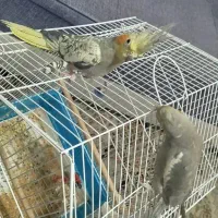 عروس هلندی کاملا اهلی