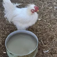 خروس ابریشمی|حیوانات مزرعه|فسا, |دیوار