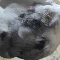 یک جفت کبوتر طوق جوانه|پرنده|کرمانشاه, |دیوار