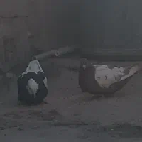 کبوتر  طوقی وسینه قهوه‌ای ای معاوضه با پلاکی