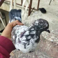 کبوتر گرگی