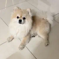 پامرین خرسی