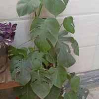 گل برگ انجیری