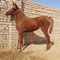 کره مادیان کرد اصل