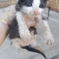 واگذاری چهار عدد بچه گربه
