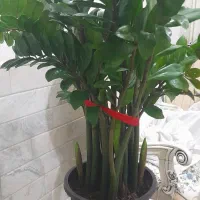 گل زاموفیلیا|گل و گیاه طبیعی|قم, شهرک مهدیه (مدرس)|دیوار