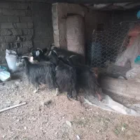 بز بزغاله چپش|حیوانات مزرعه|پلدختر, |دیوار