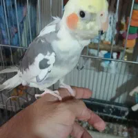 یک جفت عروس مولد|پرنده|تهران, تهران‌ویلا|دیوار