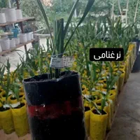 نخل کشت و بافت شرکت رعنا کرج