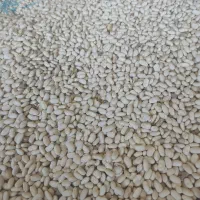 لوبیاسفید|خوردنی و آشامیدنی|ازنا, |دیوار