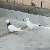 کبوتر کفتر