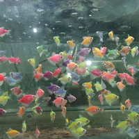 فروش کلی و جزئی ماهی زینتی