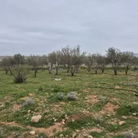 1337 متر زمین باغشهری باسند
