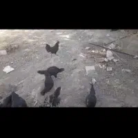 فروش تعدادی مرغ مرندی|حیوانات مزرعه|مرند, |دیوار