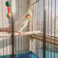 پرندە|پرنده|قروه, |دیوار