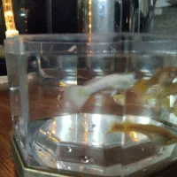 گوپی و پرت|ماهی|مشهد, نیروی هوایی|دیوار