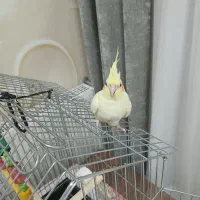 عروس هلندی ماده|پرنده|دیواندره, |دیوار