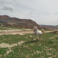 اسب عرب یه سر