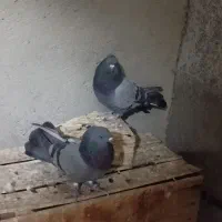 کفتر|پرنده|نسیمشهر, |دیوار