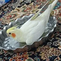 عروس هلندی مولود|پرنده|اسدآباد, |دیوار