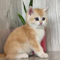زیباترین گربه های شیراز با شجره|گربه|شیراز, ارم|دیوار